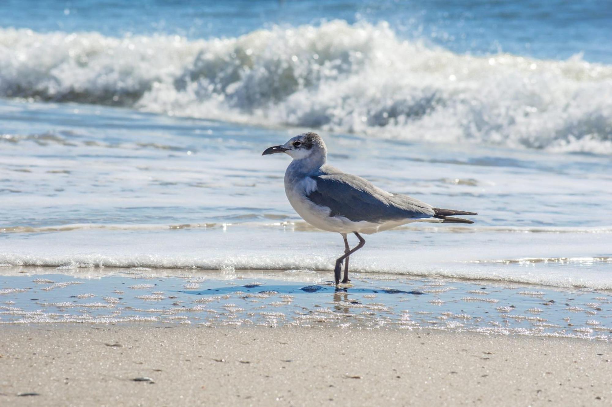 Beautiful 3 Bedroom Beachfront Condo Gulf Shores Exterior foto